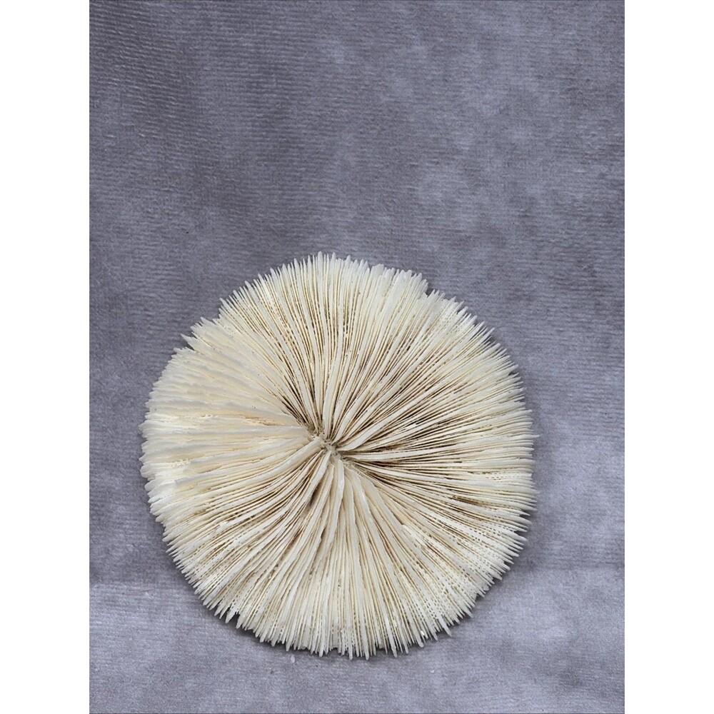 Vintage Natural White Mushroom Coral Skeleton 4” Sea Reef Specimen Ocean Decor